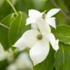 Cornus Kousa Var. Chinensis ‘China Girl’ -Tree Furnish Store 14422 15094 82aa 1024x683 1