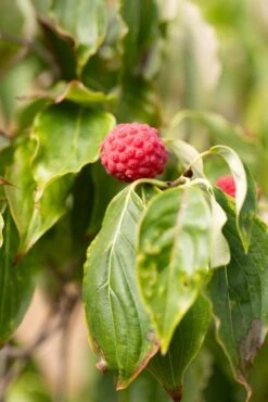 Cornus Kousa Var. Chinensis ‘China Girl’ -Tree Furnish Store 14422 15254 ff46 683x1024 1
