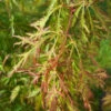 Acer X Pseudosieboldianum ‘Ice Dragon’ -Tree Furnish Store 14444 576x1024 1