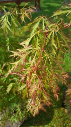 Acer X Pseudosieboldianum ‘Ice Dragon’