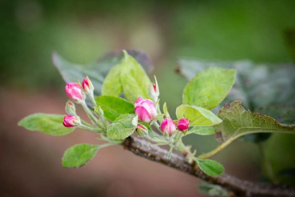 Peter’s Gold™ 4 Peter’s Gold™ - Image 2