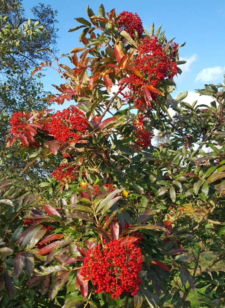 Sorbus Splendens 5 Sorbus Splendens - Image 3