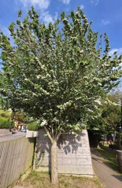 Crataegus Monogyna ‘Stricta’