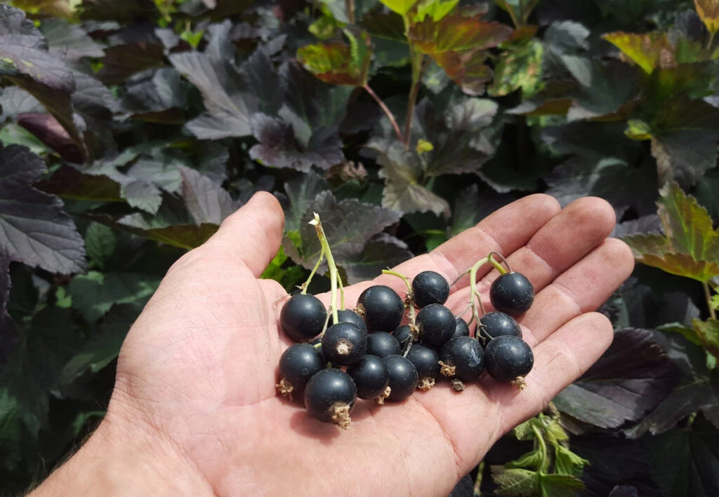 Black ‘n’ Red Premiere® 4 Black ‘n’ Red Premiere® - Image 2