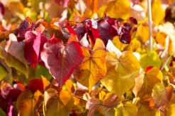 Cercis Canadensis ‘Eternal Flame’® -Tree Furnish Store 14673 12872 0279 1 1024x683 1