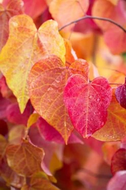 Cercis Canadensis ‘Eternal Flame’® -Tree Furnish Store 14673 14674 93ea 682x1024 1