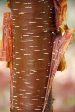 Betula Utilis ‘Cinnamon’ 7 Betula Utilis ‘Cinnamon’ -Tree Furnish Store 14680 12194 f43d 1 683x1024 1