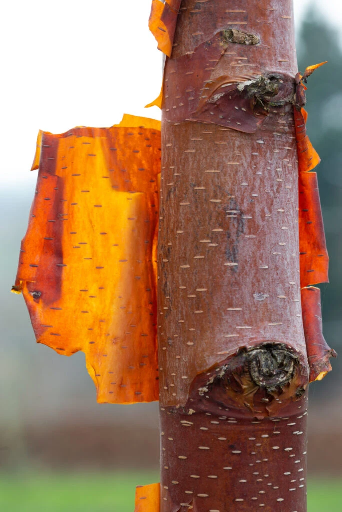 Betula Utilis ‘Cinnamon’ 4 Betula Utilis ‘Cinnamon’ - Image 2