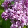 Syringa Vulgaris ‘Mrs Edward Harding’ 2 Syringa Vulgaris ‘Mrs Edward Harding’ -Tree Furnish Store 14709 15068 100a 683x1024 1