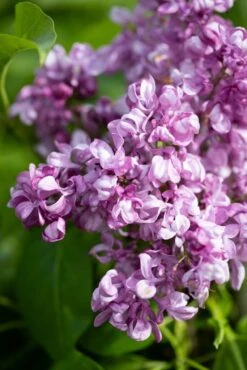 Syringa Vulgaris ‘Mrs Edward Harding’