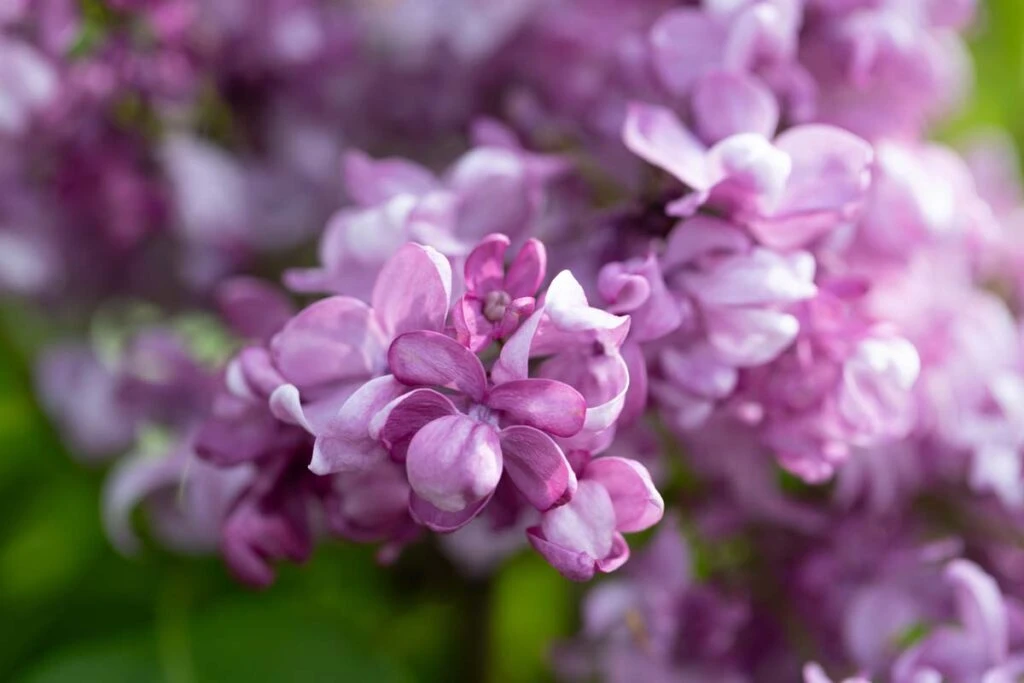 Syringa Vulgaris ‘Mrs Edward Harding’ 4 Syringa Vulgaris ‘Mrs Edward Harding’ - Image 2