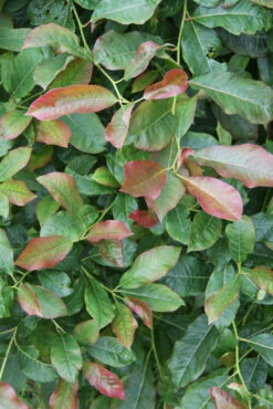 Nyssa Sylvatica ‘Wildfire’