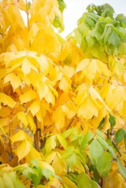 Acer Negundo ‘Winter Lightning’