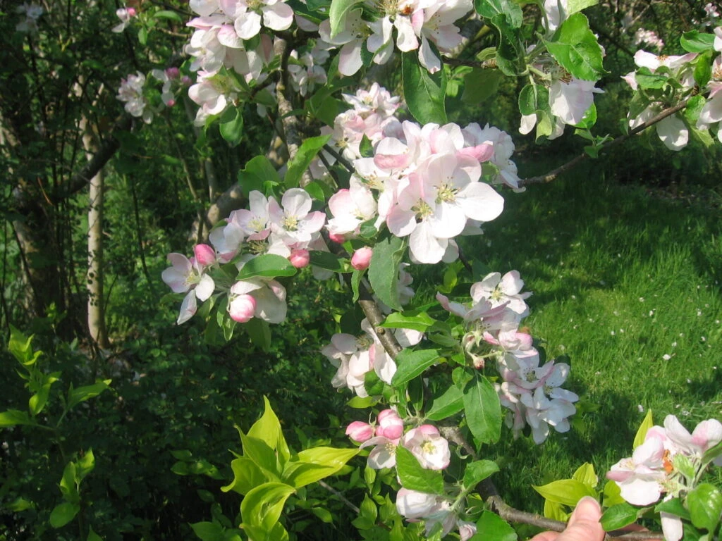 Julia’s Late Golden™ 4 Julia’s Late Golden™ - Image 2