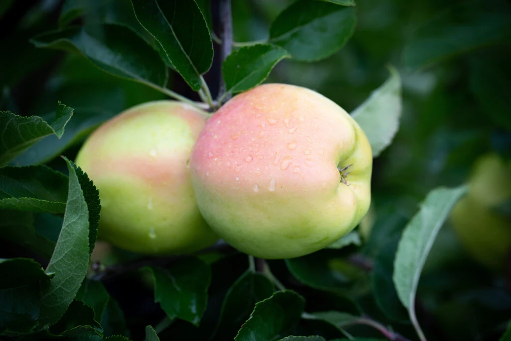 Julia’s Late Golden™ 3 Julia’s Late Golden™