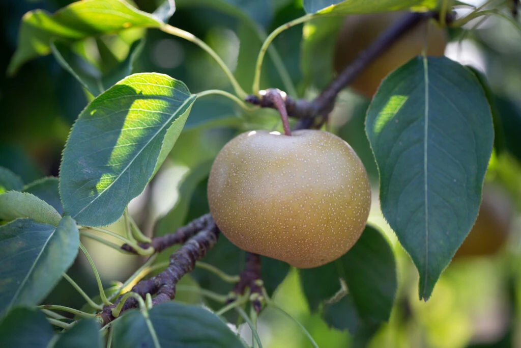 Olympic 4 Olympic - Image 2