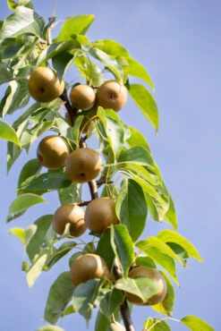 Olympic 7 Olympic -Tree Furnish Store 14779 12794 88b4 1 683x1024 1