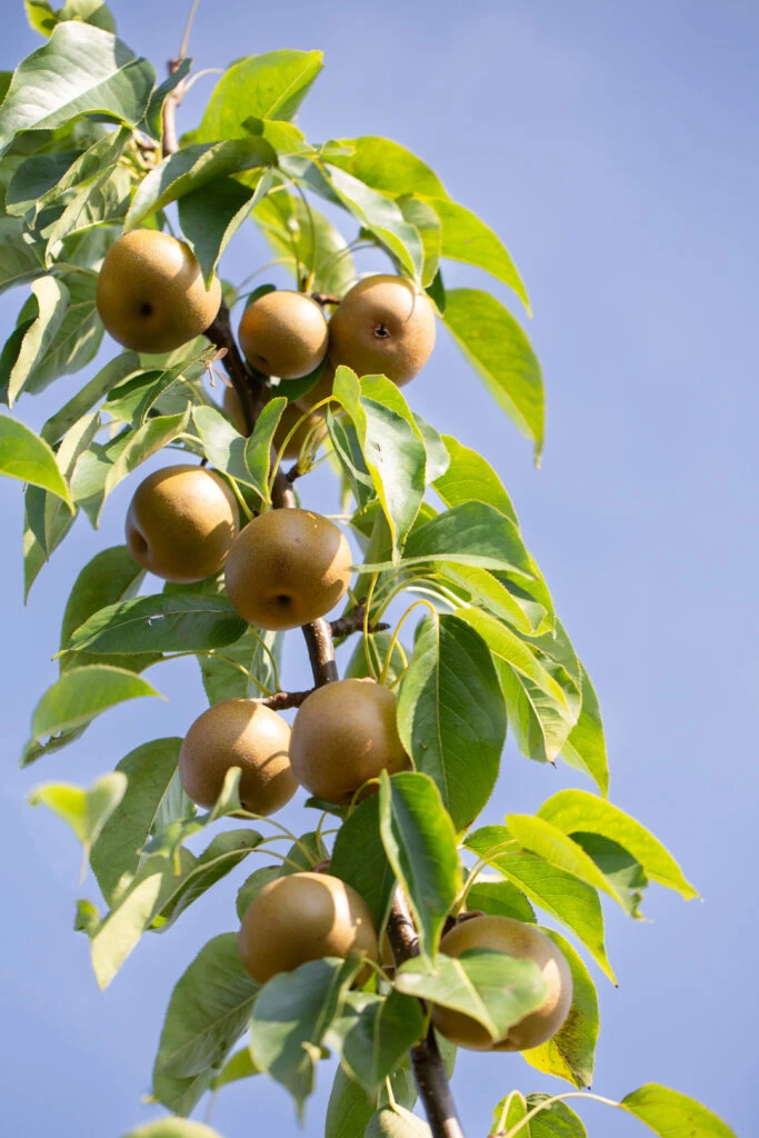 Olympic 5 Olympic - Image 3