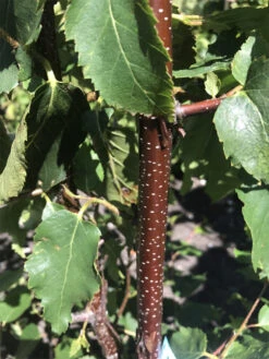 Betula Utilis Subsp. Albosinensis ‘Cacao’® (C1)