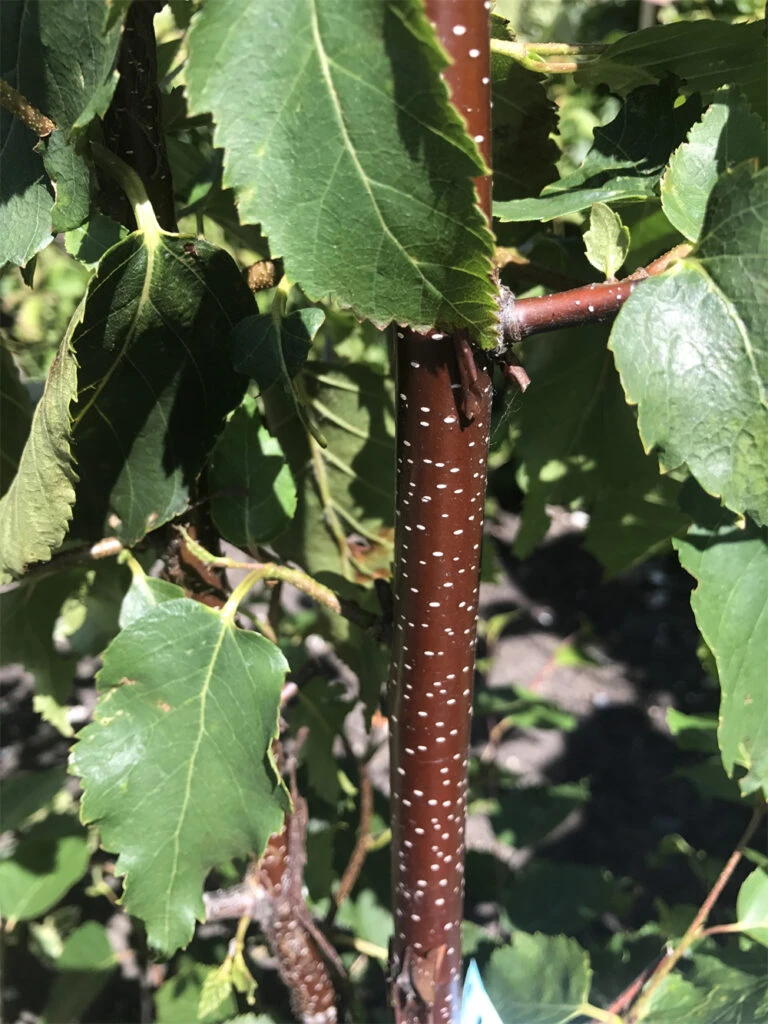 Betula Utilis Subsp. Albosinensis ‘Cacao’® (C1) 3 Betula Utilis Subsp. Albosinensis ‘Cacao’® (C1)