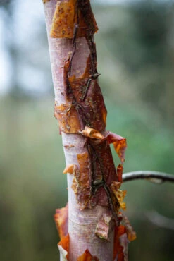 Betula Utilis Subsp. Albosinensis ‘Bowling Green’