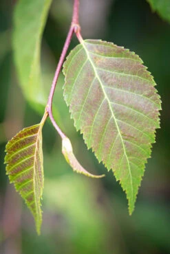 Betula Utilis Subsp. Albosinensis ‘Bowling Green’ -Tree Furnish Store 14790 14085 b302 683x1024 1