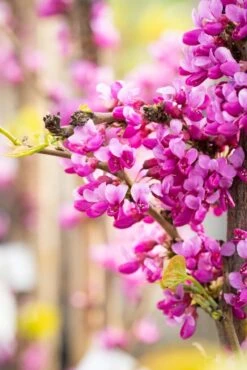 Cercis Chinensis ‘Diane’