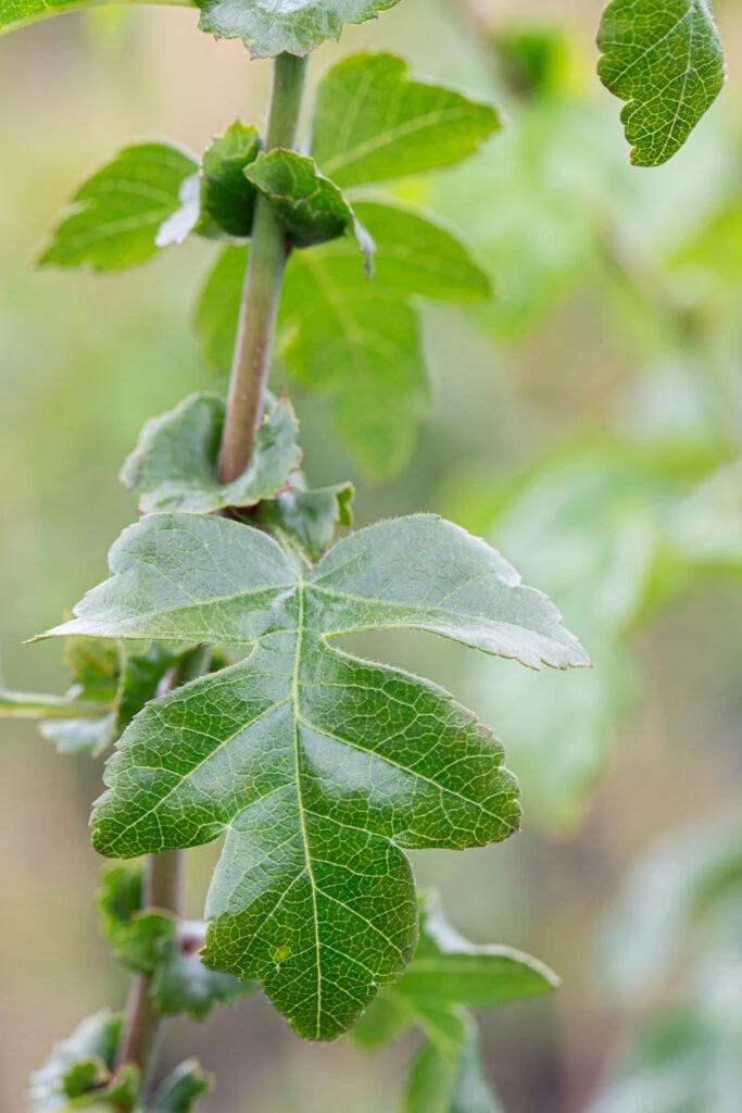 Crataegus X Media ‘Punicea’ (Fuchsia Pink) 4 Crataegus X Media ‘Punicea’ (Fuchsia Pink) - Image 2