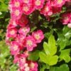 Crataegus X Media ‘Punicea’ (Fuchsia Pink) -Tree Furnish Store 14797 14704 c899 686x1024 1