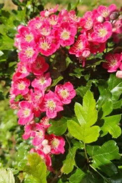 Crataegus X Media ‘Punicea’ (Fuchsia Pink)