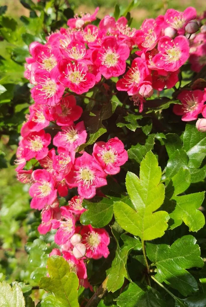 Crataegus X Media ‘Punicea’ (Fuchsia Pink) 3 Crataegus X Media ‘Punicea’ (Fuchsia Pink)