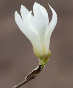 Magnolia Swarthmore Sentinel