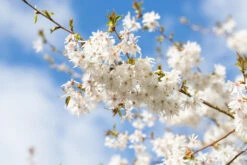 Prunus ‘Starlight’® 6 Prunus ‘Starlight’® -Tree Furnish Store 14806 13484 7f9b 1024x683 1