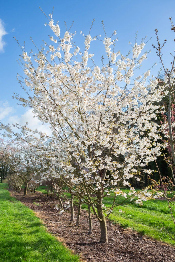 Prunus ‘Starlight’® 5 Prunus ‘Starlight’® - Image 3
