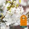 Prunus ‘Starlight’® -Tree Furnish Store 14806 15072 e882 1024x1024 1