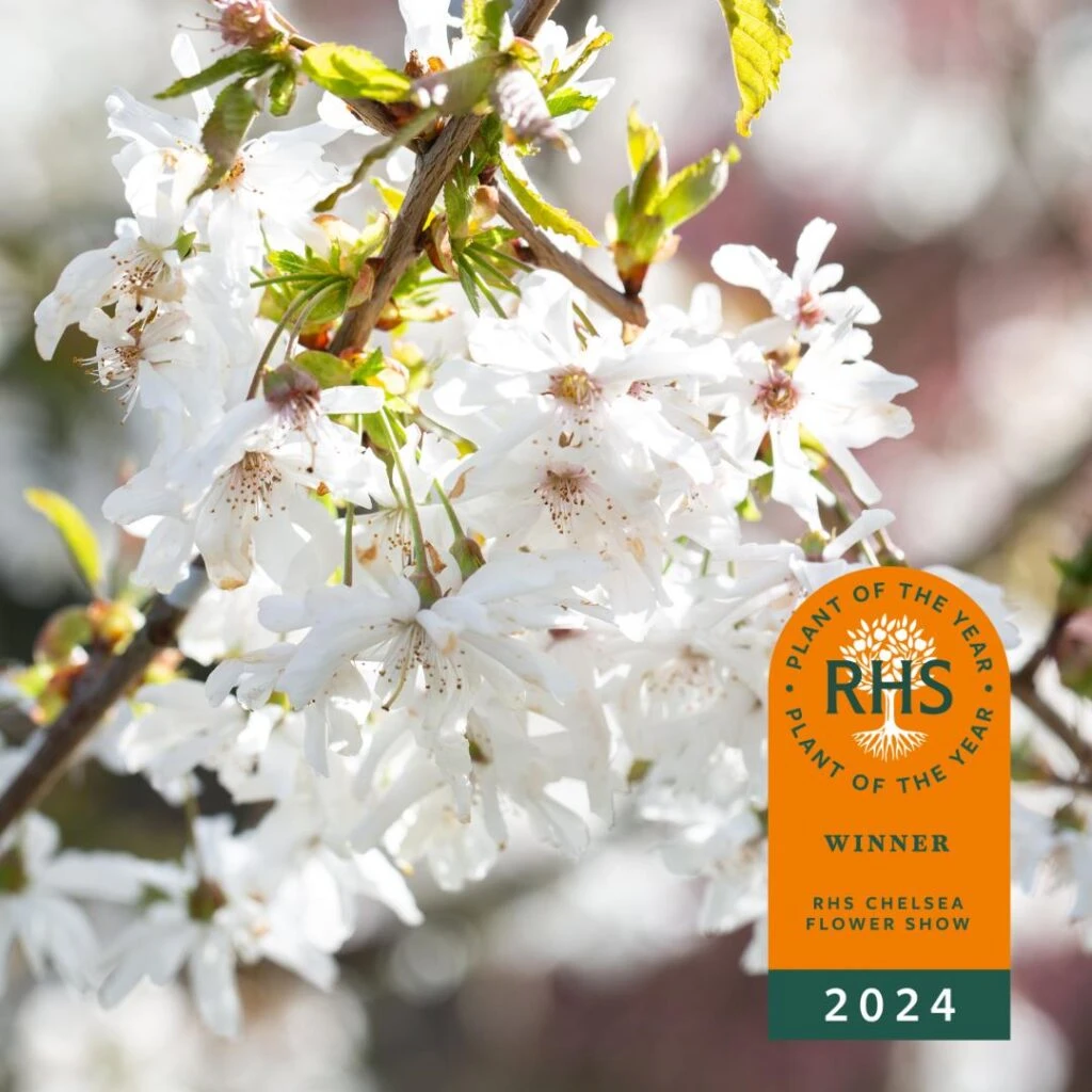 Prunus ‘Starlight’® 3 Prunus ‘Starlight’®