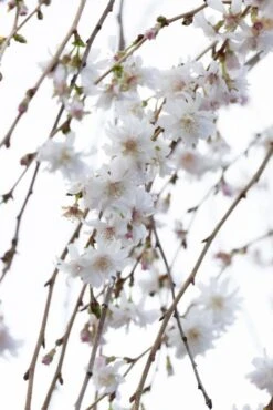 Prunus ‘Crystal Falls’® 9 Prunus ‘Crystal Falls’® -Tree Furnish Store 14815 14992 74eb 683x1024 1