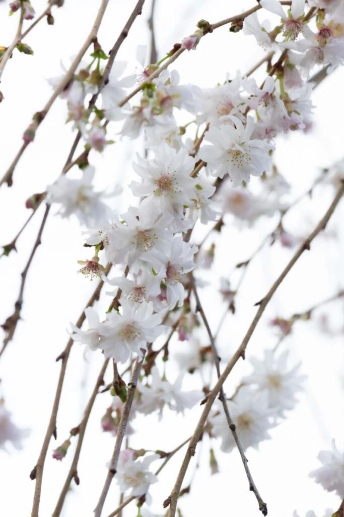 Prunus ‘Crystal Falls’® 6 Prunus ‘Crystal Falls’® - Image 4