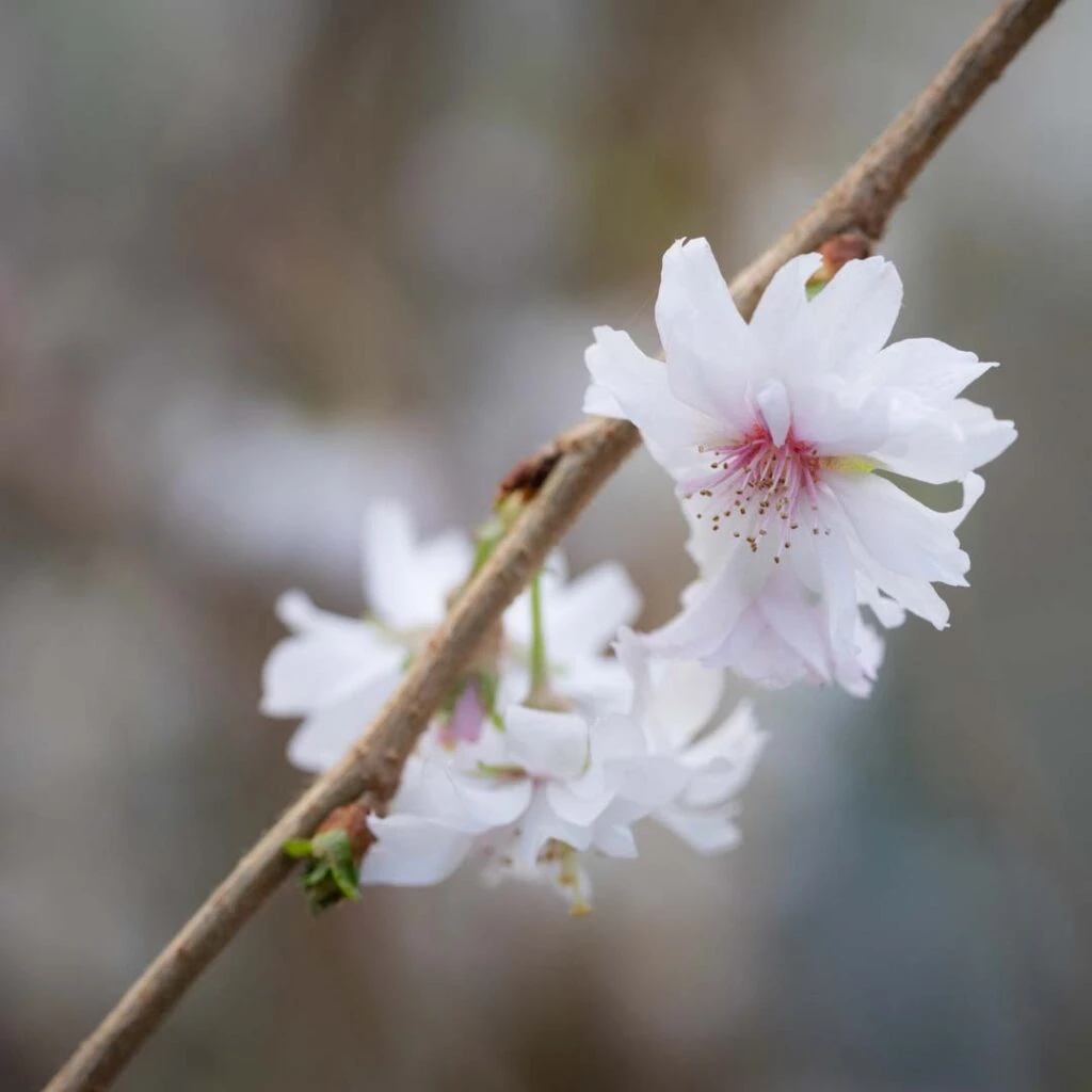 Prunus ‘Crystal Falls’® 4 Prunus ‘Crystal Falls’® - Image 2