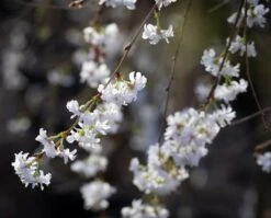 Prunus ‘Crystal Falls’®