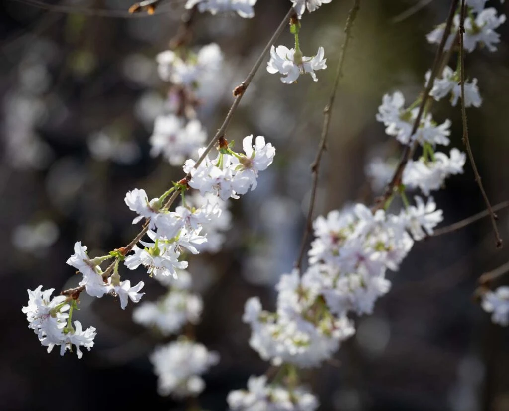 Prunus ‘Crystal Falls’® 3 Prunus ‘Crystal Falls’®