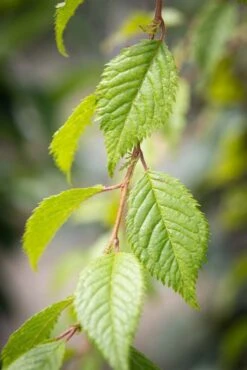 Prunus ‘Crystal Falls’® 8 Prunus ‘Crystal Falls’® -Tree Furnish Store 14815 15139 e651 683x1024 1