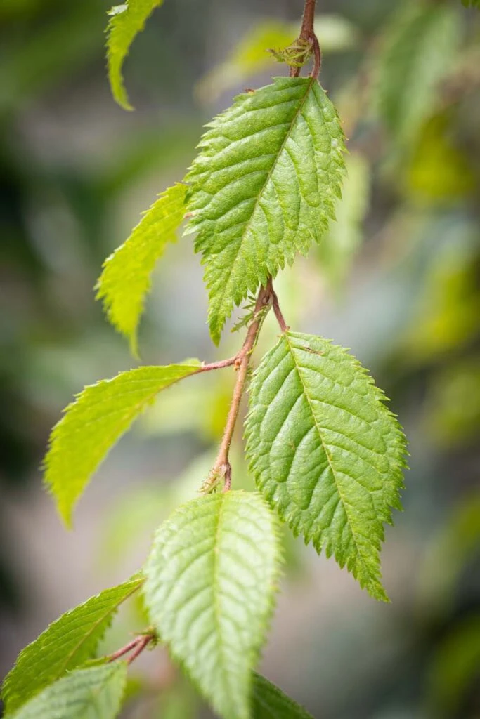 Prunus ‘Crystal Falls’® 5 Prunus ‘Crystal Falls’® - Image 3