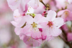 Prunus ‘Tom’