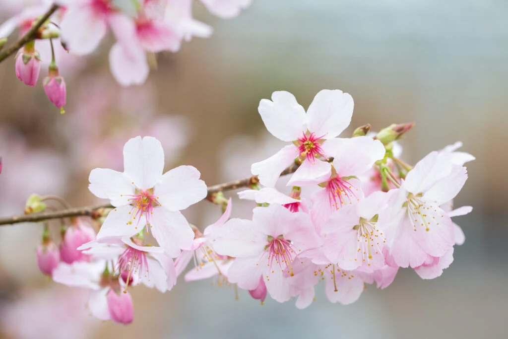 Prunus ‘Tom’ 4 Prunus ‘Tom’ - Image 2