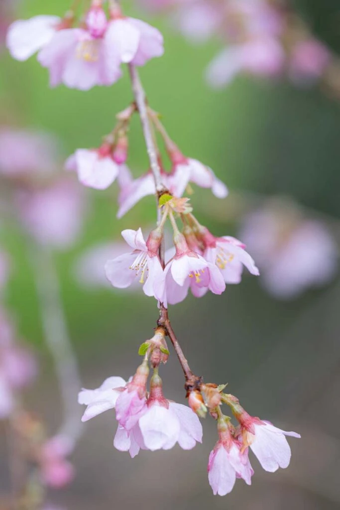 Prunus ‘Rosy Veil’ 3 Prunus ‘Rosy Veil’