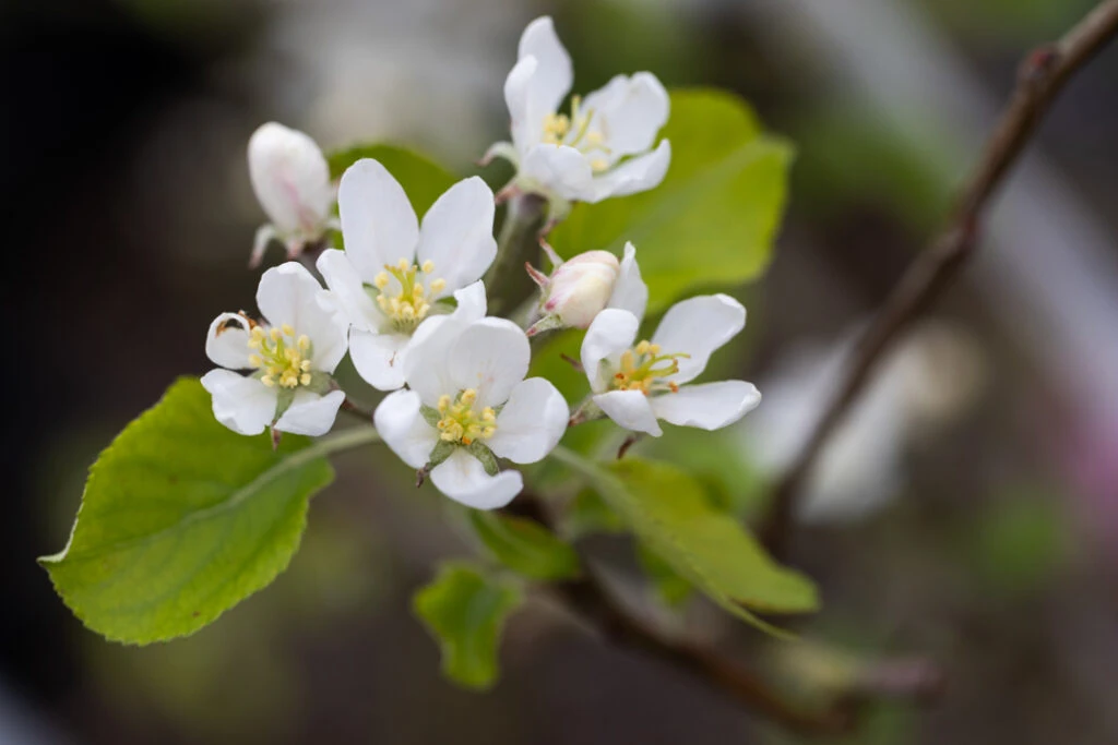 Malus ‘Bunbury White’ 3 Malus ‘Bunbury White’