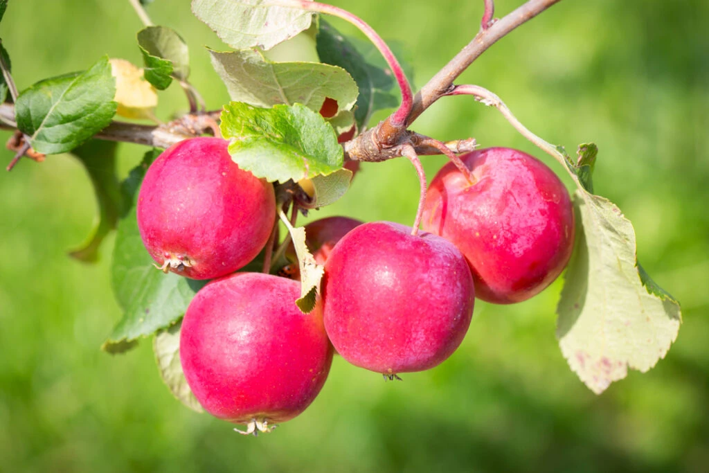 Malus ‘Bunbury White’ 4 Malus ‘Bunbury White’ - Image 2