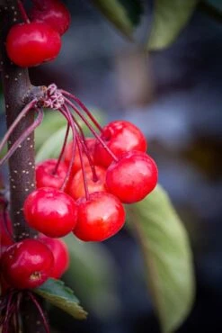 Malus ‘Candied Apple’ -Tree Furnish Store 14824 14651 223a 683x1024 1