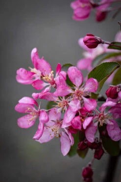 Malus ‘Candied Apple’ -Tree Furnish Store 14824 14782 9f00 683x1024 1